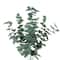 Green Velvet Eucalyptus Bush by Ashland&#xAE;